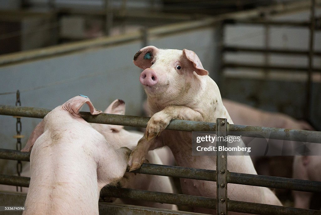 Pig Farming As Russia Increases Food Security