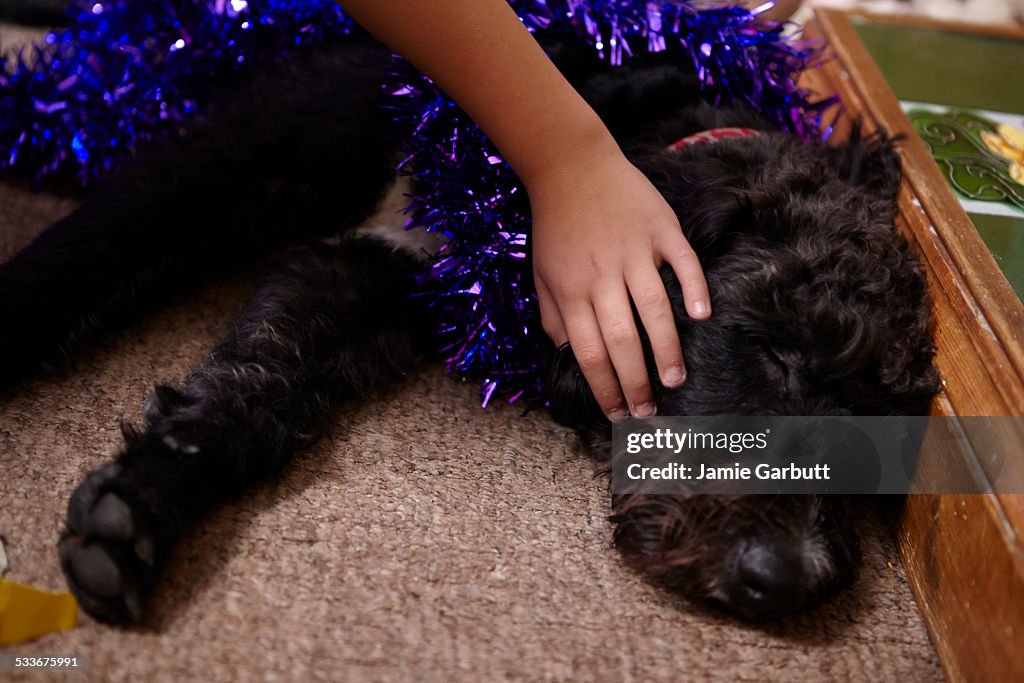 A sleeping labradoodle being stroked