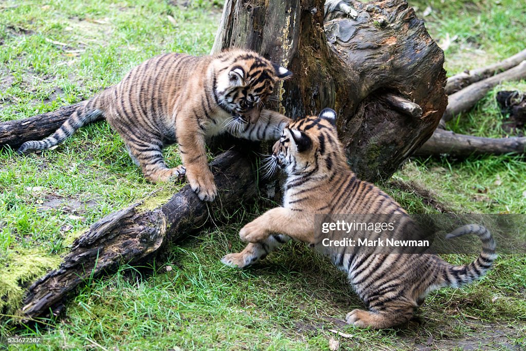 Sumatran tiger cubs playing
