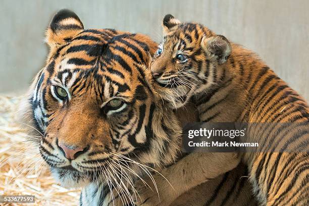 sumatran tiger cub with mother - sumatran tiger stock pictures, royalty-free photos & images