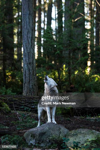 white wolf howling - オオカミ ストックフォトと画像