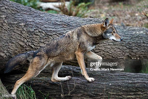 red wolf - red wolf fotografías e imágenes de stock