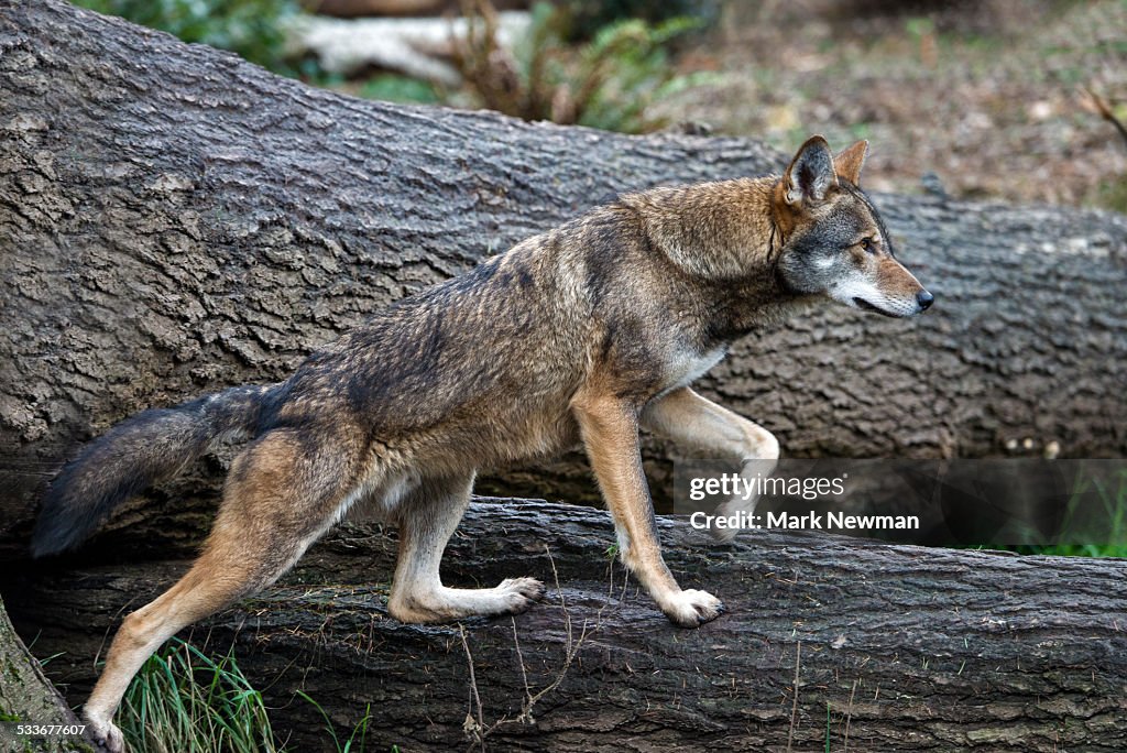 Red Wolf