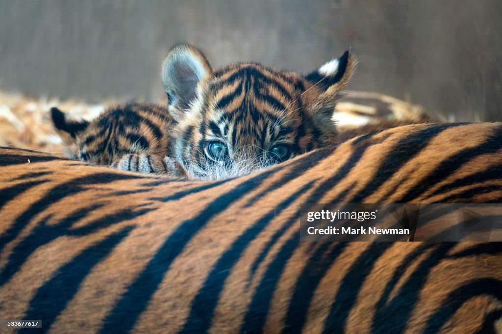 Sumatran tiger cub with mother