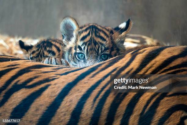 sumatran tiger cub with mother - cub stock pictures, royalty-free photos & images