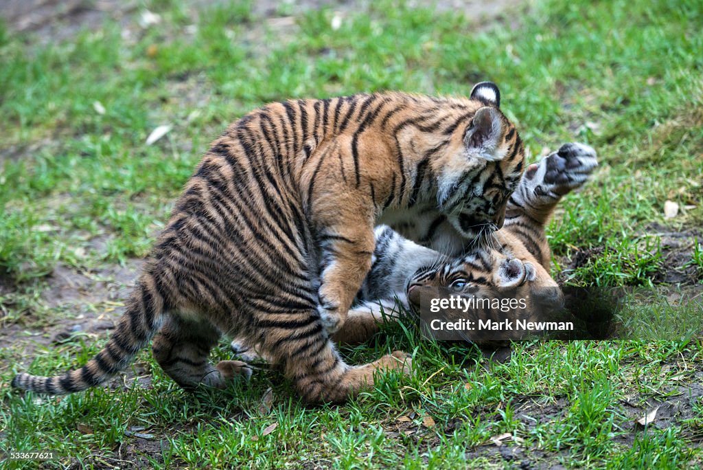 Sumatran tiger cubs playing