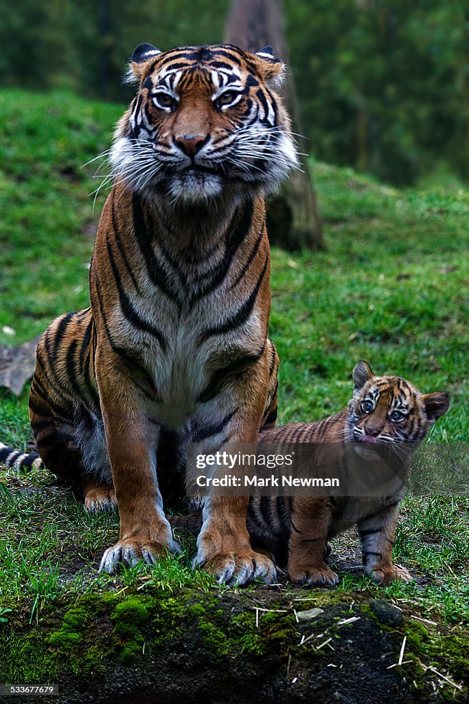 Sumatran tiger cub with mother