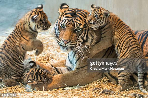 sumatran tiger cub with mother - mammal stock-fotos und bilder