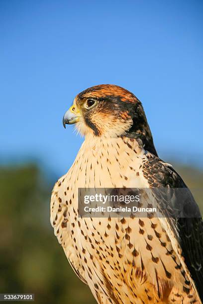 Falcon Feather Pattern Fotografías e imágenes de stock - Getty Images