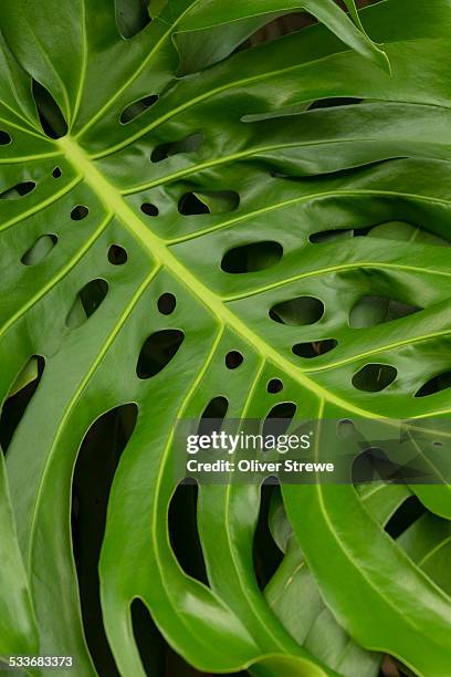 monstera deliciosa - monstera fotografías e imágenes de stock