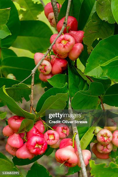 pink wax jambu fruit - water apples stock pictures, royalty-free photos & images