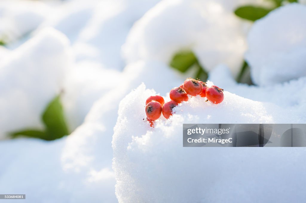 Red berries in snow