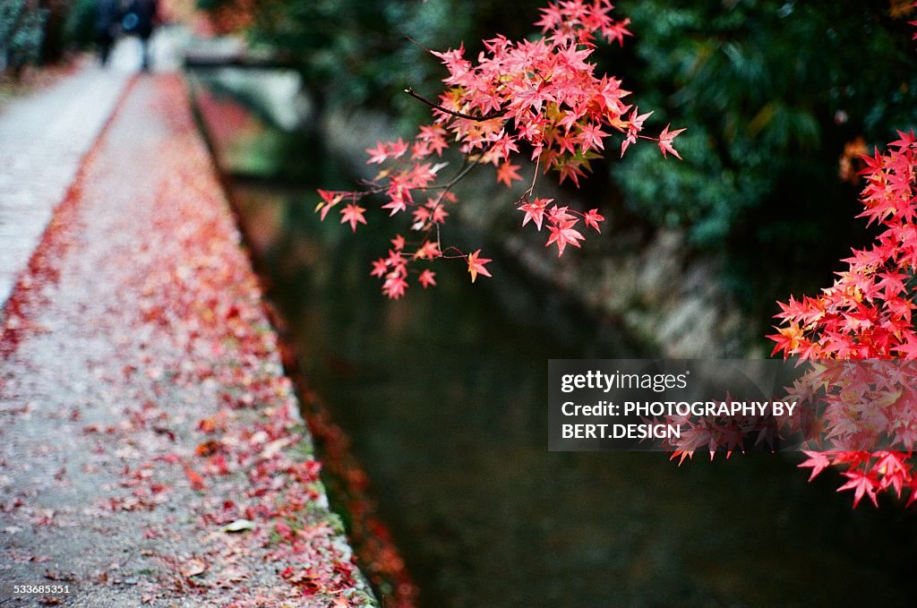 Red autumn leaves