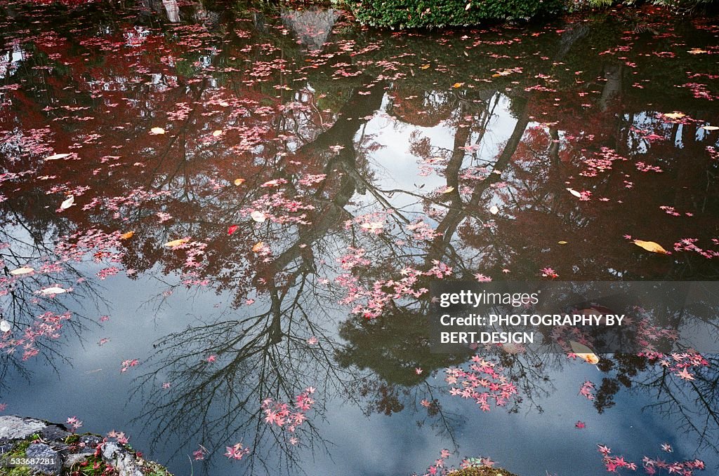 Red autumn leaves on water