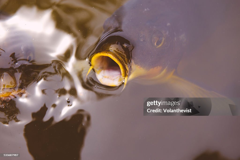 Carp with open mouth in a pond, Nara, Japan