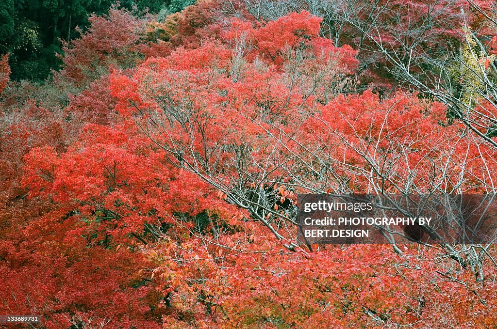 Maple leaves in autumn