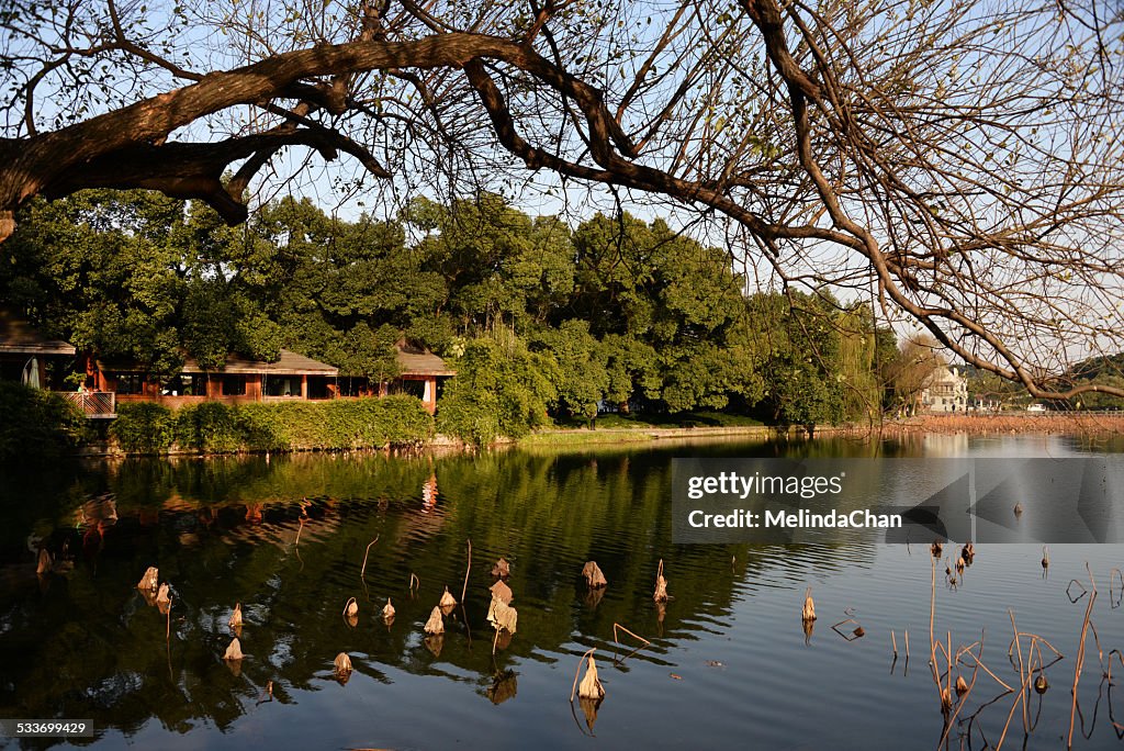 China Westlake with old tree branches