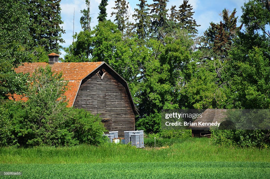 Bee hives and old barn