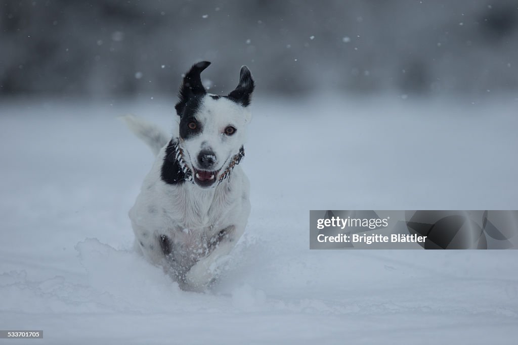 Happy crossbreed dog running in snow, Switzerland