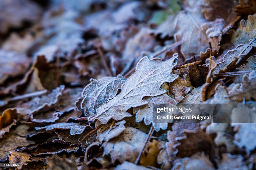 Leaves with frost on the ground