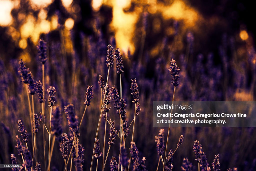 Lavender Flowers and Sunset