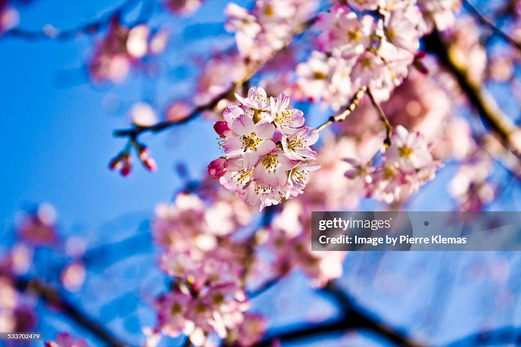 Cherry Blossoms