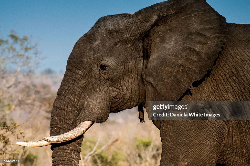 African Elephant