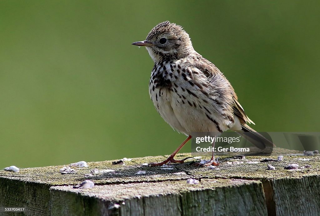 Meadow Pipit Poser