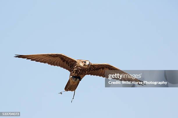 saker(famale) falcon in flight - saker falcon stock pictures, royalty-free photos & images