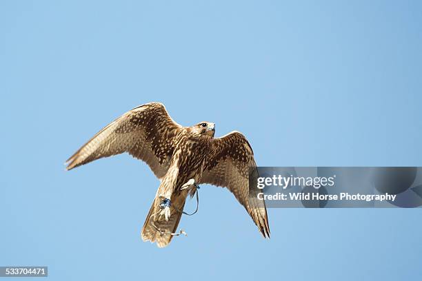 saker (famale) falcon in flight - saker falcon falco cherrug stock pictures, royalty-free photos & images