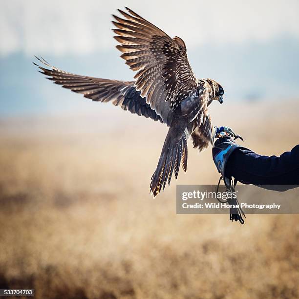 saker (famale) falcon landing - cetrería fotografías e imágenes de stock