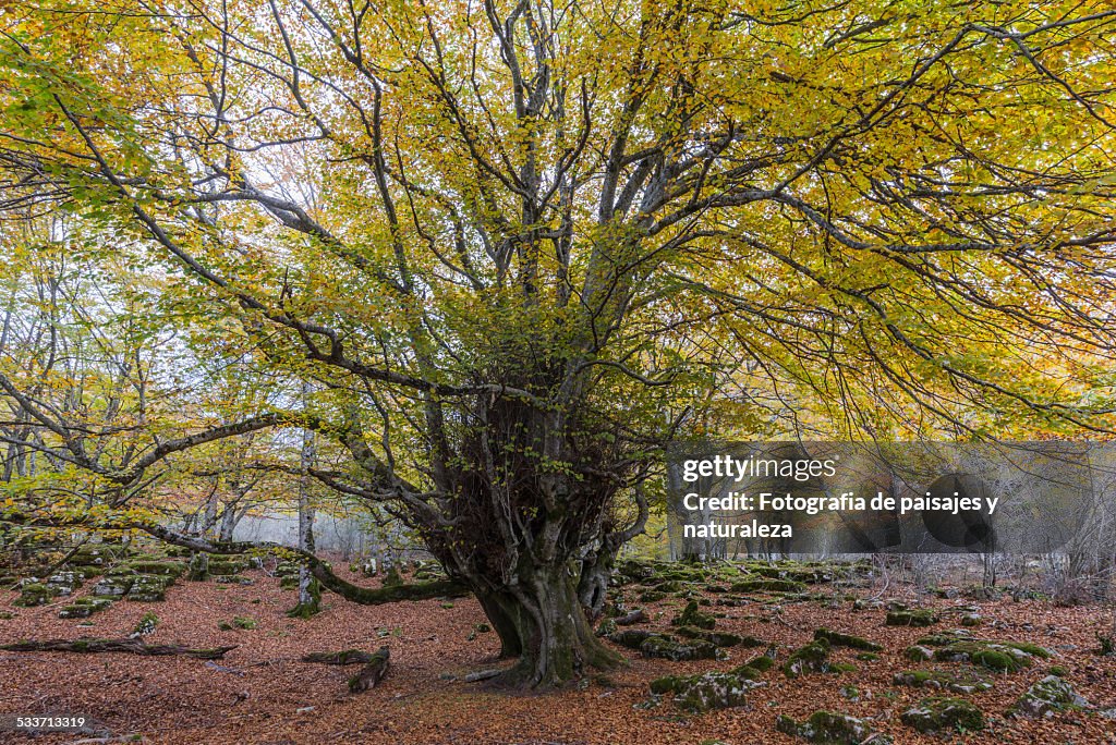 Autumn in the forest