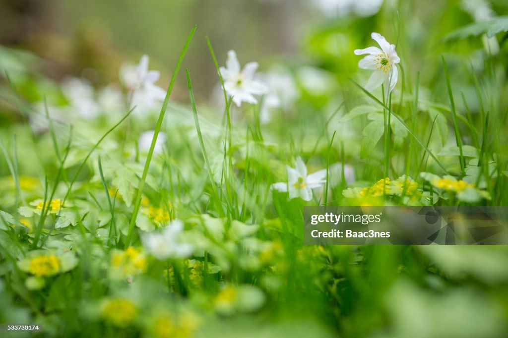 Wood anemone - Spring in the forest