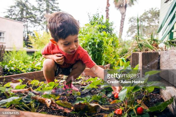 mixed race boy picking strawberry in garden - adam berry stockfoto's en -beelden