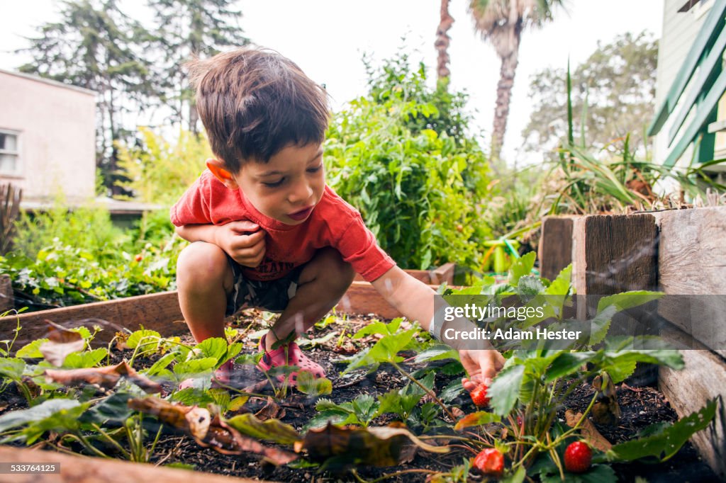 Mixed race boy picking strawberry in garden