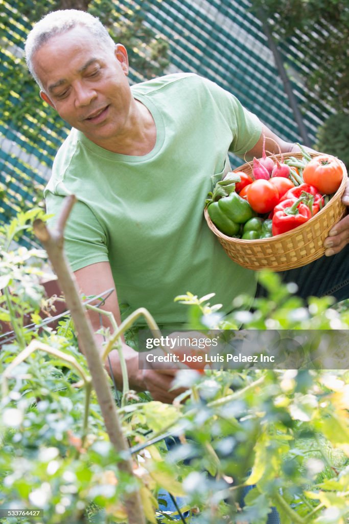 African American man picking vegetables in garden