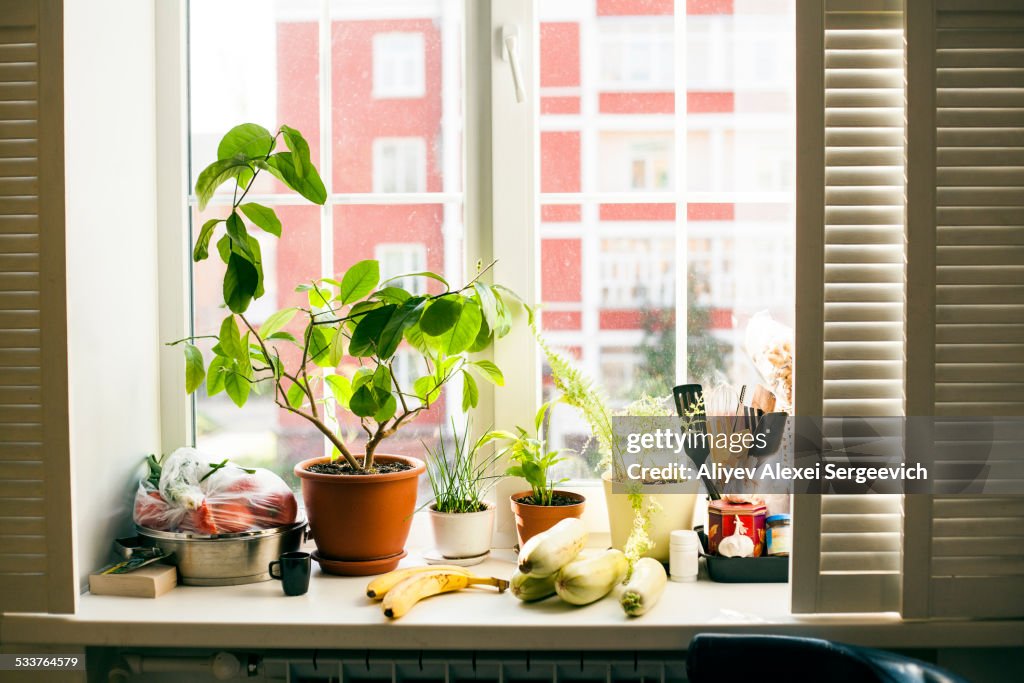 Potted plants and food on window sill