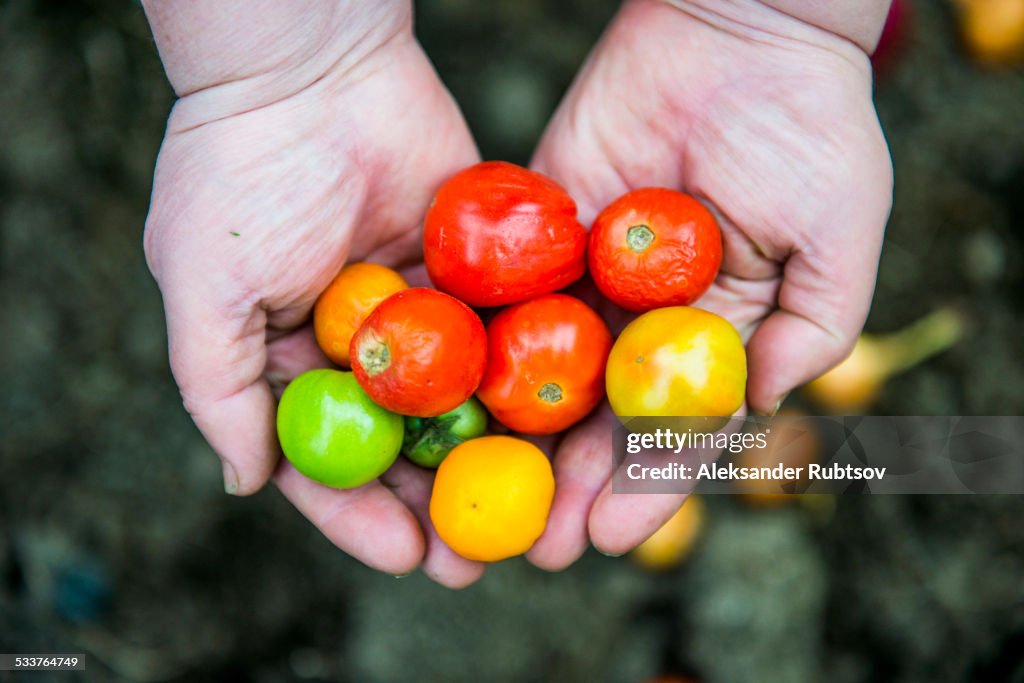Close up of hands holding variety of tomatoes