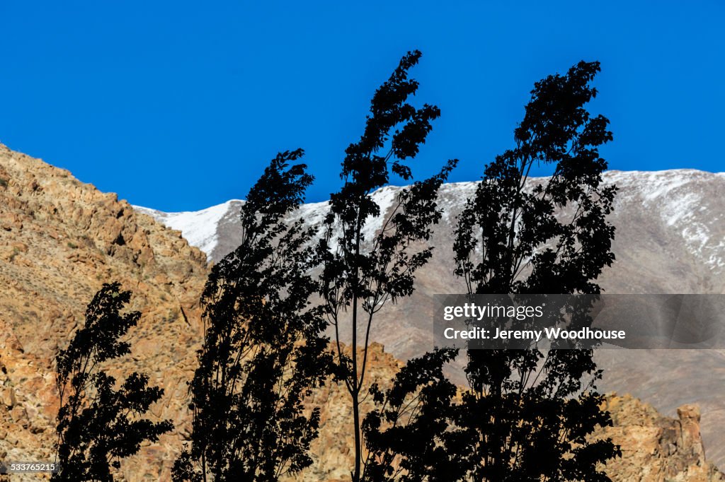 Trees blowing in wind near mountain