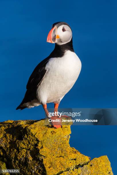 puffin standing on algae rock - puffin stock pictures, royalty-free photos & images