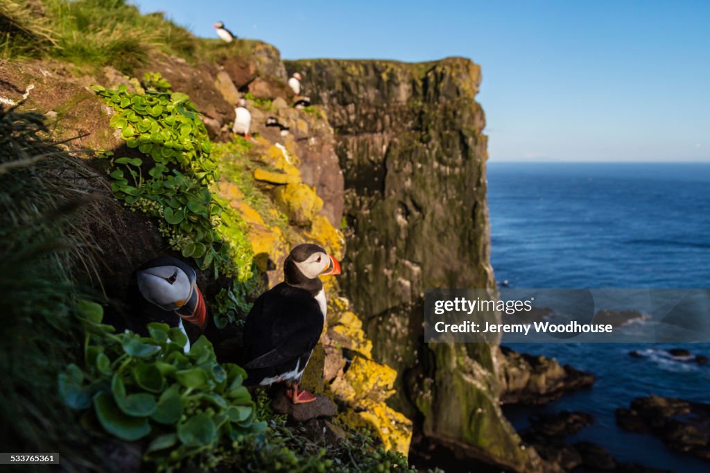 Puffins on rocky cliffs over seascape
