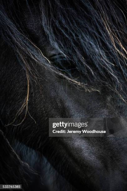 close up of face of icelandic horse - black horse stockfoto's en -beelden