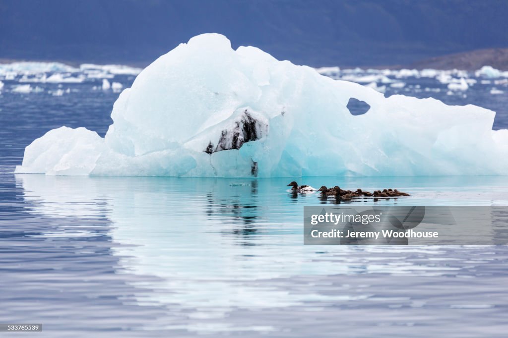 Ducks swimming by glacier in Jokulsarlon Glacier Lagoon, Iceland