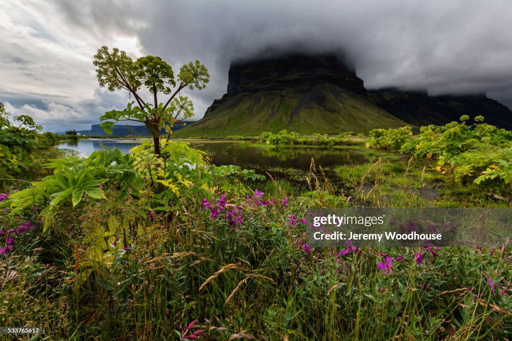 Wildflowers growing in remote field under foggy mountain