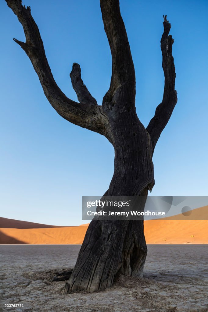 Bare tree in dried lake bed in desert landscape