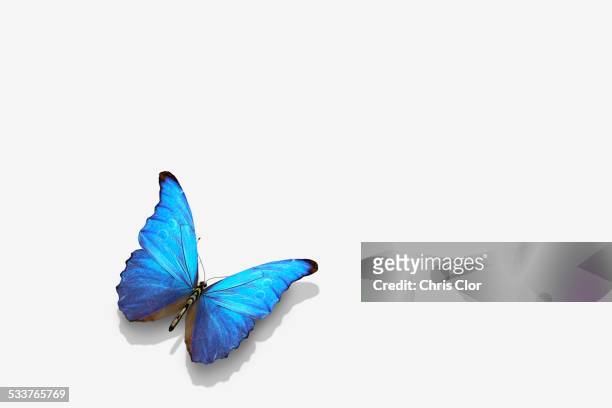 close up of blue butterfly - butterfly on white stockfoto's en -beelden