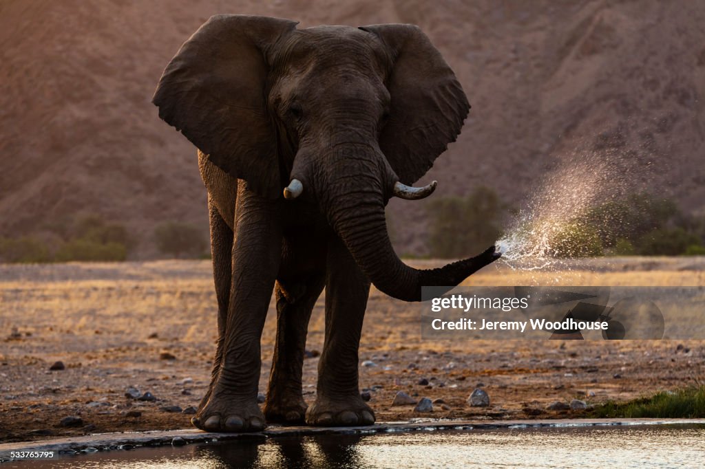 Elephant drinking at water hole in savanna landscape