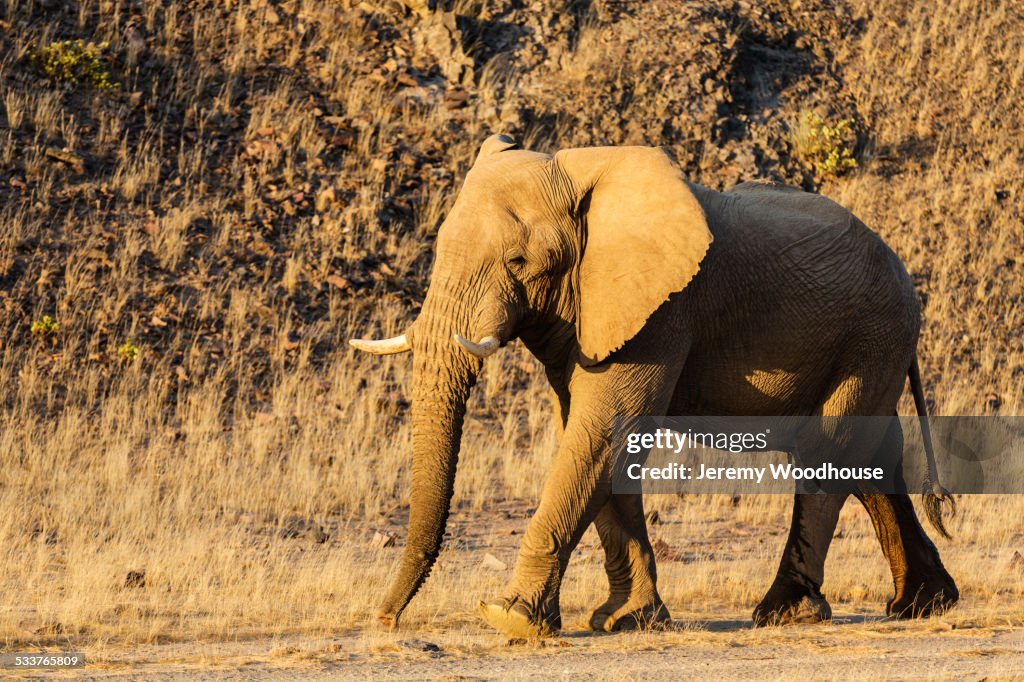 Elephant walking in desert field