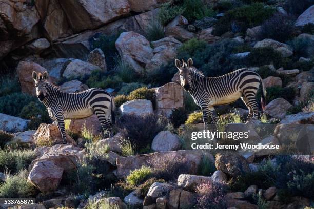 zebra herd grazing on grassy rocky hillside - namaqualand stock-fotos und bilder