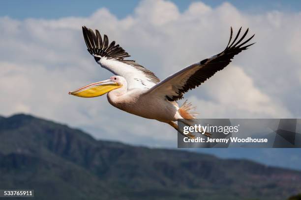 close up of flamingo flying in sky - pelican stock pictures, royalty-free photos & images